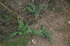 Onopordum caulescens