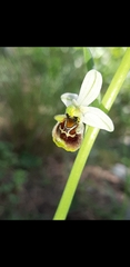 Ophrys bornmuelleri