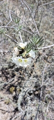 Cordia decandra