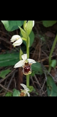 Ophrys bornmuelleri