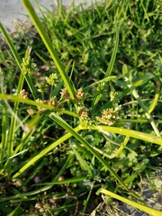 Cyperus entrerianus