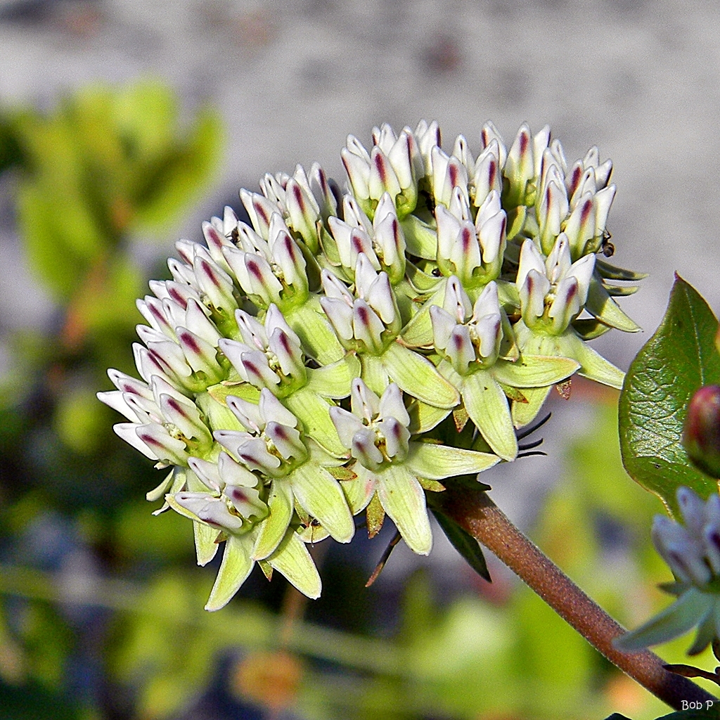 Asclepias curtissii