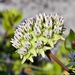 Curtiss's Milkweed - Photo (c) Bob Peterson, some rights reserved (CC BY-NC-SA)