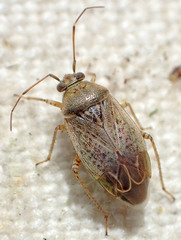 Agnocoris