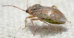Agnocoris