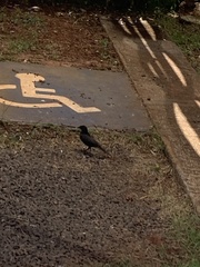 Aves