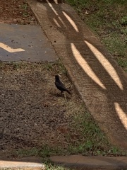 Aves