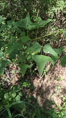Erythrina herbacea