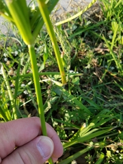Cyperus entrerianus