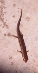 Marisora syntoma