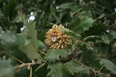 Quercus ithaburensis macrolepis