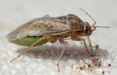 Agnocoris