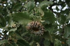 Quercus ithaburensis macrolepis
