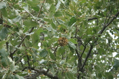 Quercus ithaburensis macrolepis