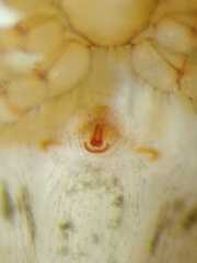 Dipoena submustelina