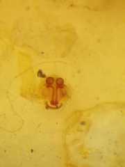 Dipoena submustelina