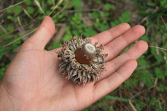 Quercus ithaburensis macrolepis