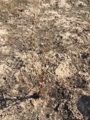 Verbascum songaricum