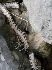 Nerodia rhombifer