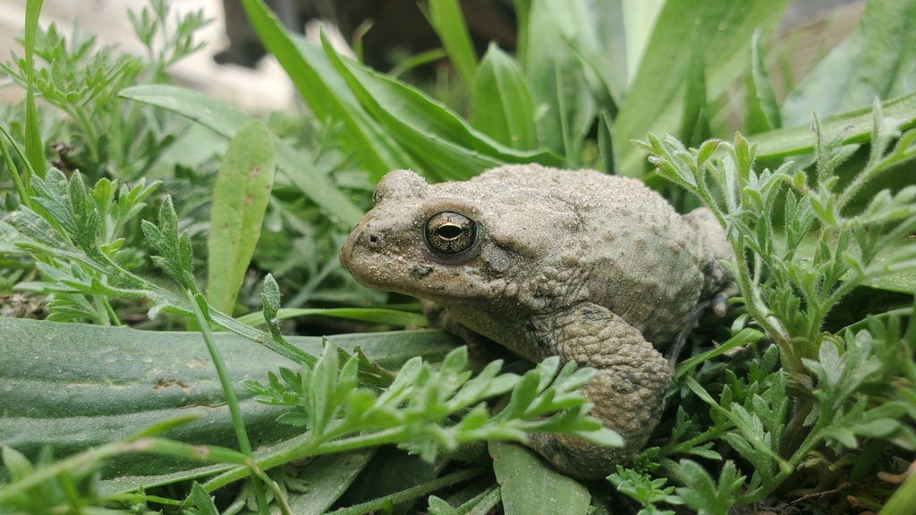 Swat Green Toad