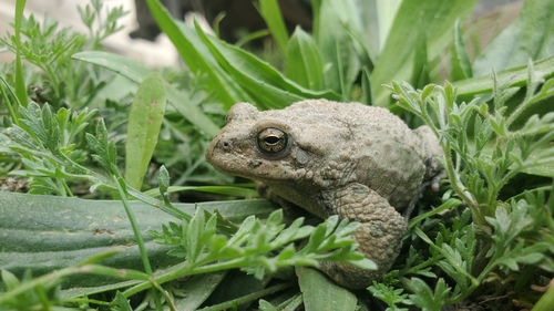 Swati gauk, Bufotes pseudoraddei