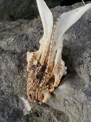 Nerodia rhombifer