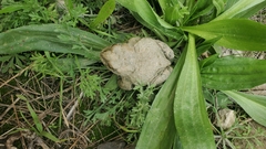 Bufotes baturae
