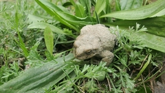 Bufotes baturae