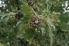 Quercus ithaburensis macrolepis