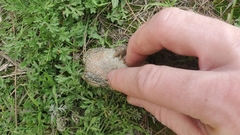 Bufotes baturae