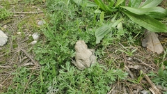 Bufotes baturae