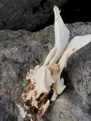 Nerodia rhombifer