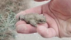 Bufotes baturae