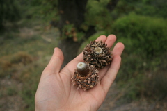 Quercus ithaburensis macrolepis
