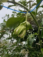 Passiflora edulis edulis