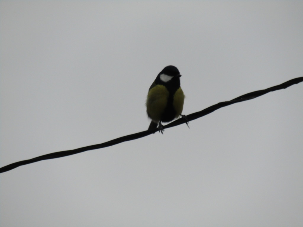 Great Tit from Ясная Поляна, Курская обл., Россия on November 14, 2021 ...