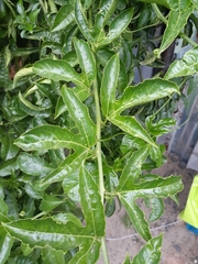 Passiflora edulis edulis