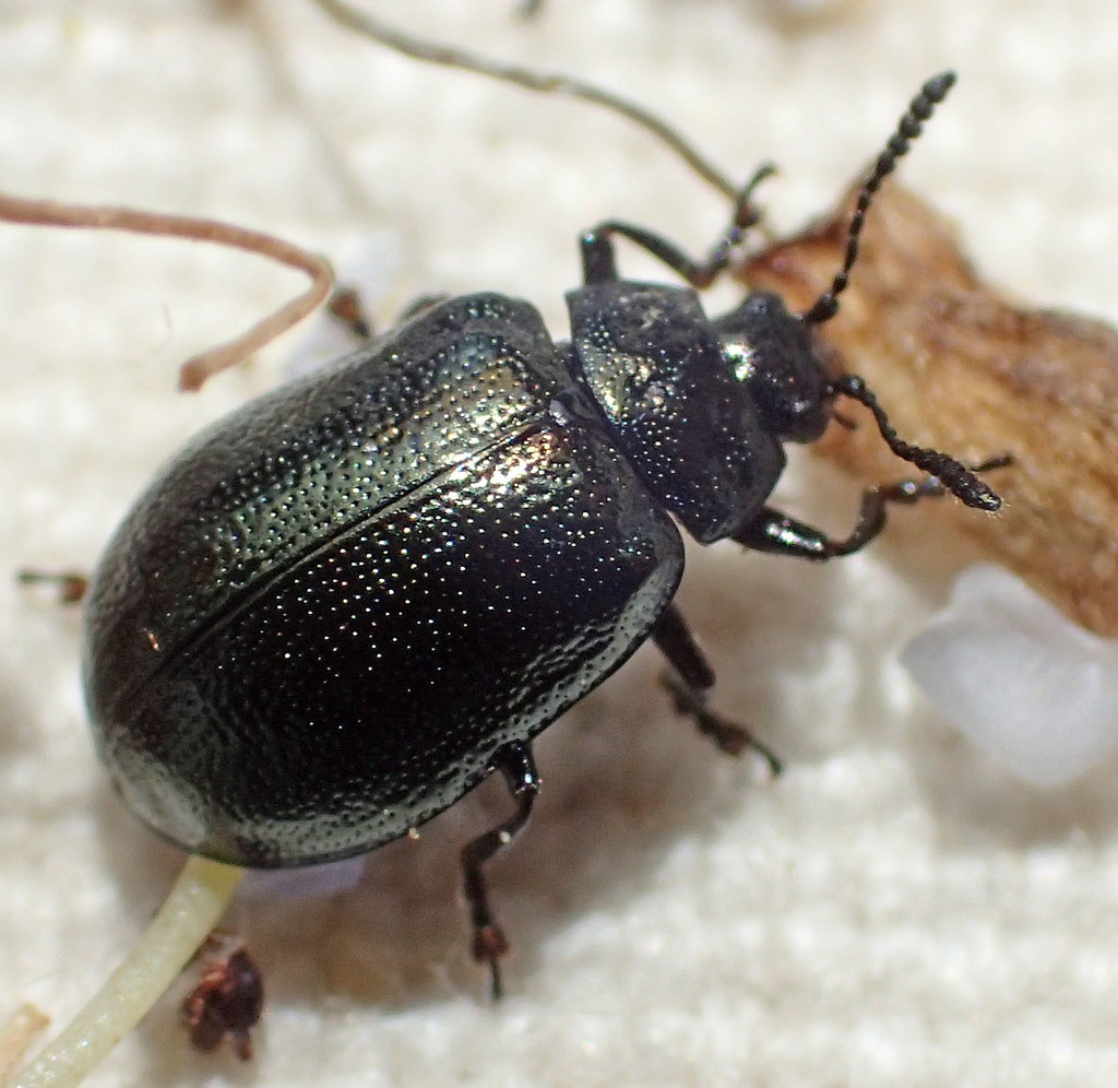 California Willow Leaf Beetle