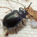 California Willow Leaf Beetle - Photo (c) K Schneider, some rights reserved (CC BY-NC), uploaded by K Schneider