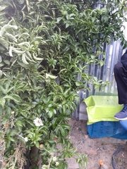 Passiflora edulis edulis