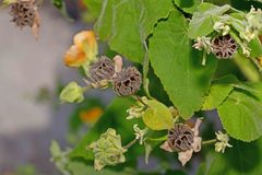 Abutilon