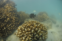 Stegastes rectifraenum