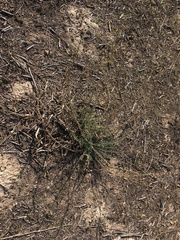 Camphorosma monspeliaca