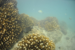 Stegastes rectifraenum