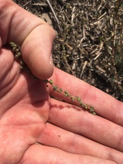 Camphorosma monspeliaca