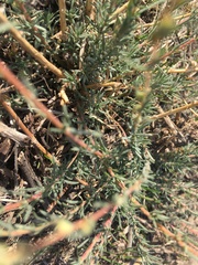 Camphorosma monspeliaca