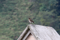 Turdus ignobilis