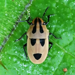 Agonosoma flavolineatum