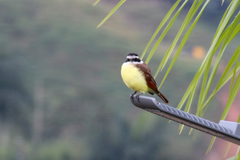 Pitangus sulphuratus