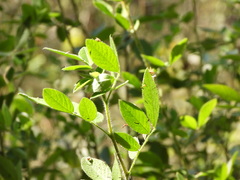 Senna pilifera